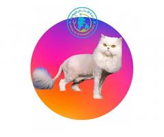عيادة الاندلس البيطرية